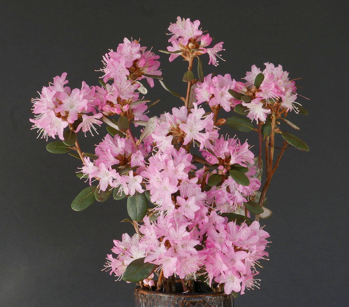 R. racemosum AGM